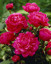 Без бренда «2KMB-4036» в Комсомольске-на-Амуре