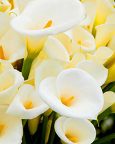 Без бренда «Белые каллы» в Комсомольске-на-Амуре