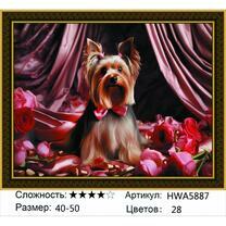 Красавец Йорк