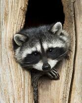 Без бренда «Енот в дупле» в Комсомольске-на-Амуре