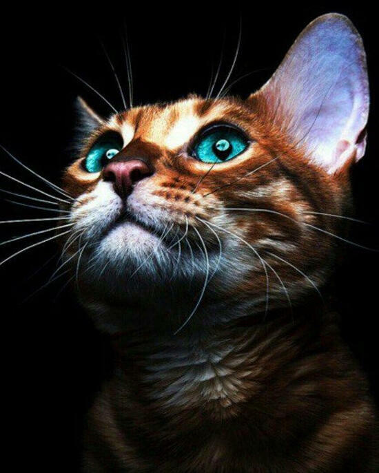 Картина по номерам 40x50 Голубоглазый кот с большими ушами