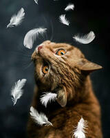 Без бренда «Кот среди перышек» в Комсомольске-на-Амуре