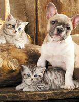Без бренда «Милый щенок французского бульдога и два котёнка» в Комсомольске-на-Амуре