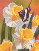 Бабочка на нарциссах