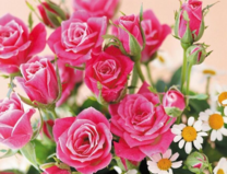 Без бренда «Букет розовых роз и ромашки» в Комсомольске-на-Амуре