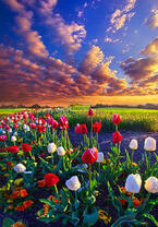 Без бренда «Поле тюльпанов под облачным небом» в Комсомольске-на-Амуре